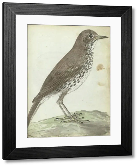 Framed Print : Swedish bird, 1787-1808. Creator: Jan Brandes Framed Print : Swedish bird, 1787-1808. Creator: Jan Brandes