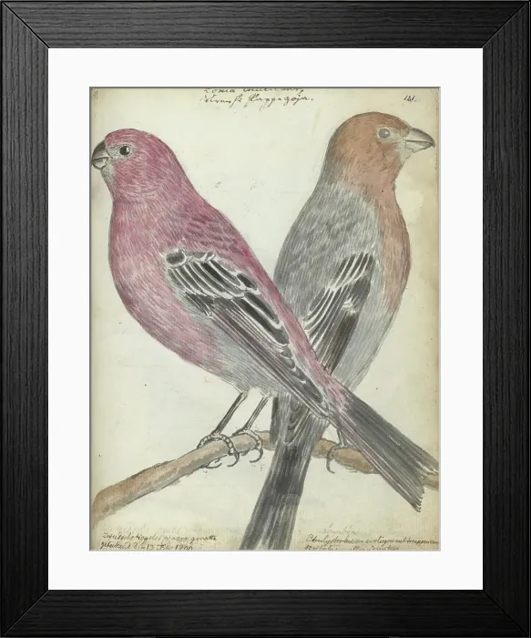 Framed Print : Swedish bird, 1790. Creator: Jan Brandes Framed Print : Swedish bird, 1790. Creator: Jan Brandes