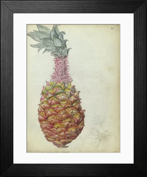 Framed Print : Pineapple, 1785. Creator: Jan Brandes Framed Print : Pineapple, 1785. Creator: Jan Brandes