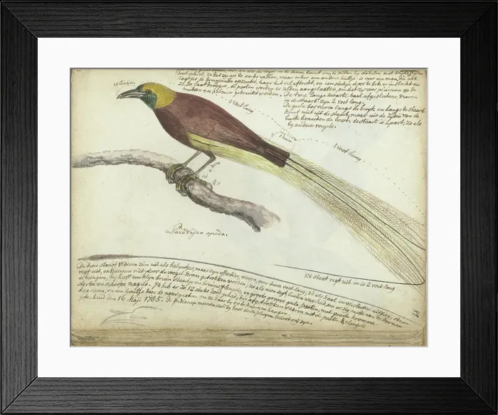 Framed Print : Bird of Paradise, 1785. Creator: Jan Brandes Framed Print : Bird of Paradise, 1785. Creator: Jan Brandes