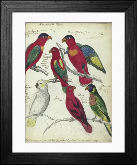 Framed Print : Birds from Ambon, 1784. Creator: Jan Brandes Framed Print : Birds from Ambon, 1784. Creator: Jan Brandes