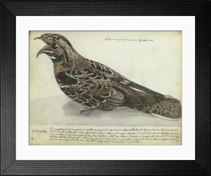 Framed Print : Nightjar, 1784. Creator: Jan Brandes Framed Print : Nightjar, 1784. Creator: Jan Brandes