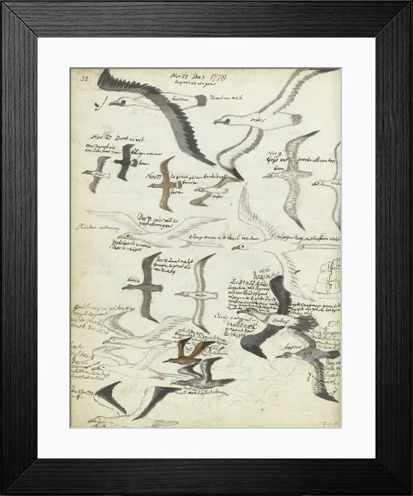 Framed Print : Seabirds, 1778-1779. Creator: Jan Brandes Framed Print : Seabirds, 1778-1779. Creator: Jan Brandes