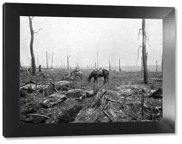 Sur le rerrain de l'avance Francaise au sud de la Somme; dans le Bois Hache, le bien nomme... 1916 Creator: Unknown