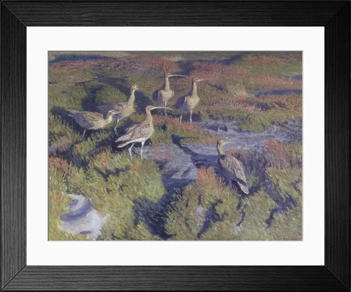 Framed Print : Curlews about to take flight, 1911. Creator: Vilhelm Theodor Fischer Framed Print : Curlews about to take flight, 1911. Creator: Vilhelm Theodor Fischer