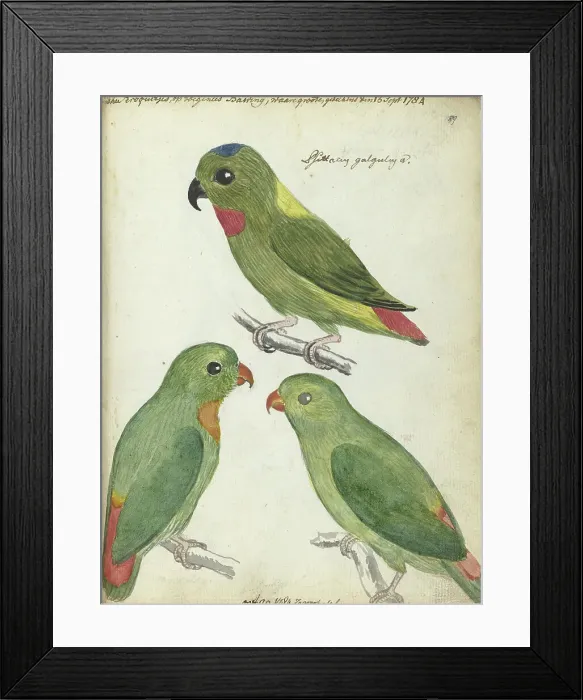 Framed Print : Indonesian parakeets, 1784. Creator: Jan Brandes Framed Print : Indonesian parakeets, 1784. Creator: Jan Brandes
