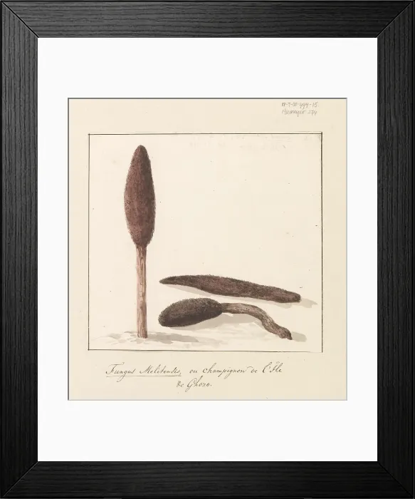 Framed Print : Rare plant of the island of Gozo, 1778. Creator: Louis Ducros Framed Print : Rare plant of the island of Gozo, 1778. Creator: Louis Ducros