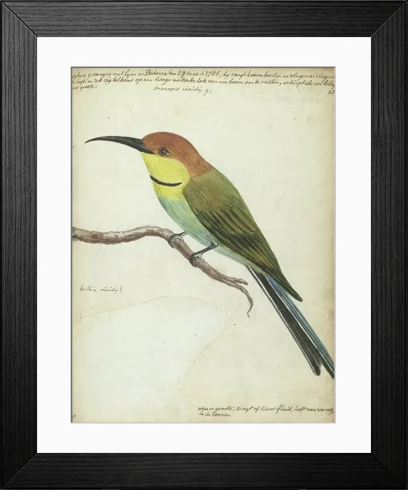 Framed Print : Small bird on branch, 1785. Creator: Jan Brandes Framed Print : Small bird on branch, 1785. Creator: Jan Brandes