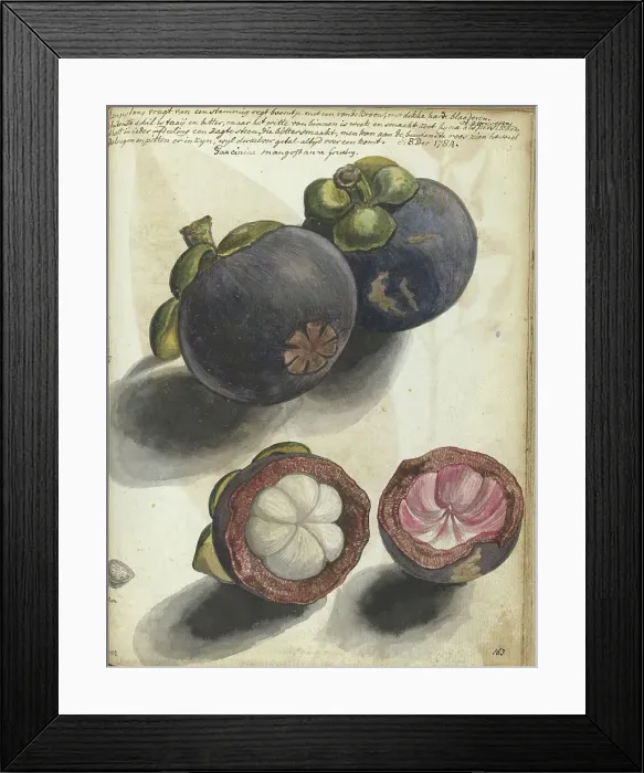 Framed Print : Mangosteen, 1784. Creator: Jan Brandes Framed Print : Mangosteen, 1784. Creator: Jan Brandes