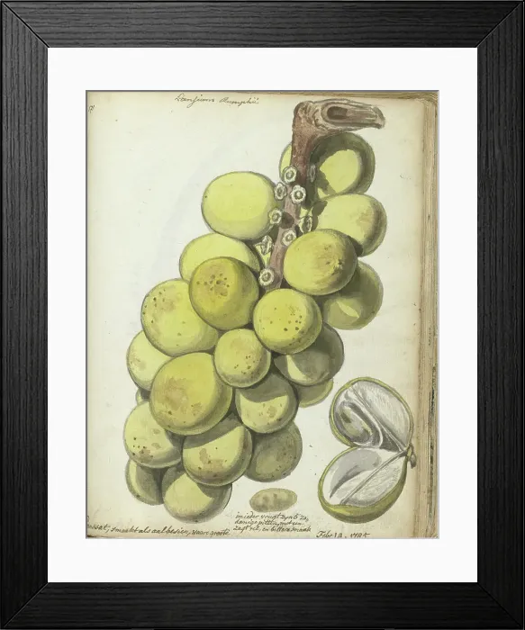Framed Print : Langsat, a Javanese fruit, 1785. Creator: Jan Brandes Framed Print : Langsat, a Javanese fruit, 1785. Creator: Jan Brandes