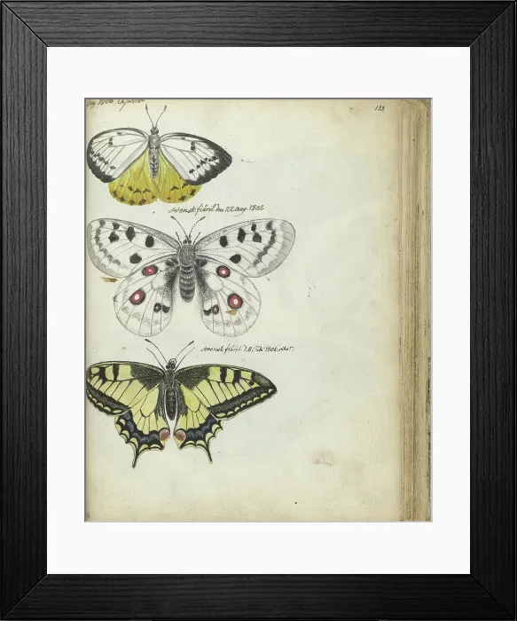 Framed Print : Javanese and Swedish butterflies, 1785-1806. Creator: Jan Brandes Framed Print : Javanese and Swedish butterflies, 1785-1806. Creator: Jan Brandes