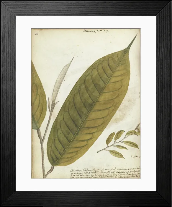 Framed Print : Durian leaf, 1785. Creator: Jan Brandes Framed Print : Durian leaf, 1785. Creator: Jan Brandes