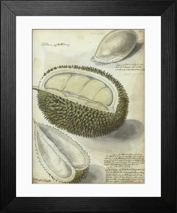 Framed Print : Durian, 1784. Creator: Jan Brandes Framed Print : Durian, 1784. Creator: Jan Brandes