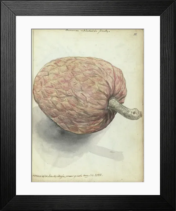 Framed Print : Boannona or wild serikaja, 1785. Creator: Jan Brandes Framed Print : Boannona or wild serikaja, 1785. Creator: Jan Brandes