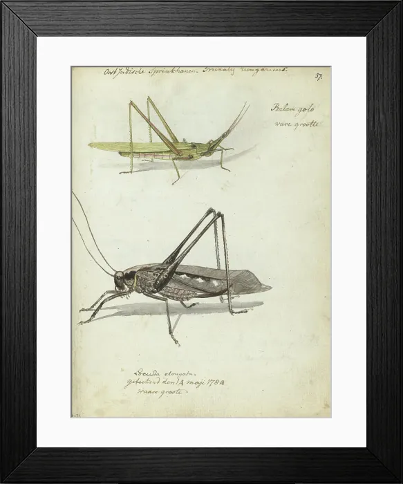 Framed Print : Indonesian locusts, 1784. Creator: Jan Brandes Framed Print : Indonesian locusts, 1784. Creator: Jan Brandes