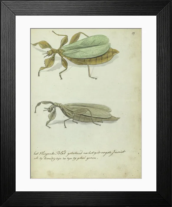 Framed Print : The flying leaf, 1778-1785. Creator: Jan Brandes Framed Print : The flying leaf, 1778-1785. Creator: Jan Brandes