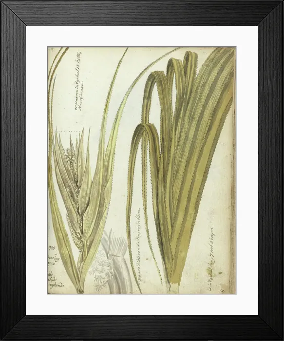 Framed Print : Poedak, Javanese flower, 1785. Creator: Jan Brandes Framed Print : Poedak, Javanese flower, 1785. Creator: Jan Brandes