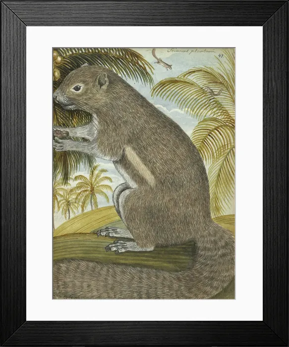 Framed Print : Sciurus plantani (Plantain squirrel), 1784. Creator: Jan Brandes Framed Print : Sciurus plantani (Plantain squirrel), 1784. Creator: Jan Brandes