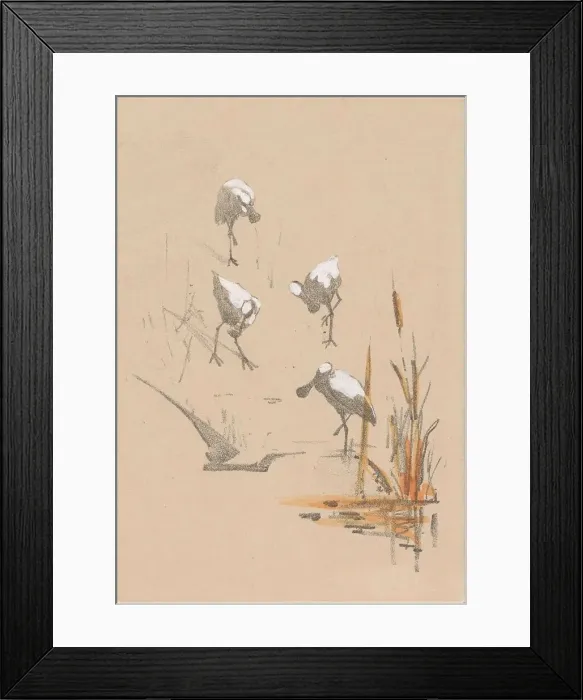 Framed Print : Greeting card with four spoonbills, c.1878-c.1917. Creator: Theo van Hoytema Framed Print : Greeting card with four spoonbills, c.1878-c.1917. Creator: Theo van Hoytema