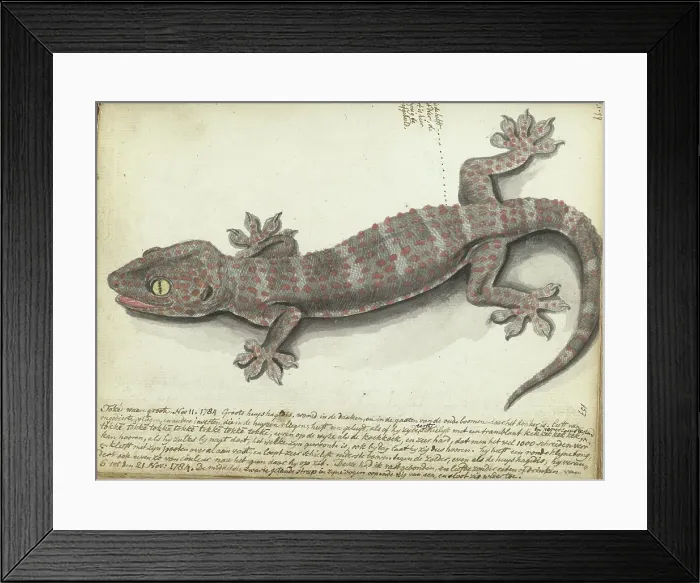Framed Print : Tokay (Gekko gecko), 1784. Creator: Jan Brandes Framed Print : Tokay (Gekko gecko), 1784. Creator: Jan Brandes