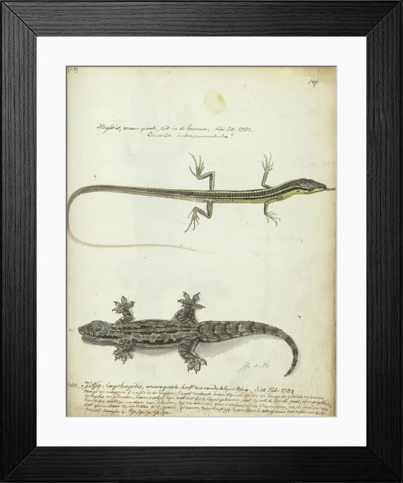 Framed Print : Lizard and Tjitjak, 1784. Creator: Jan Brandes Framed Print : Lizard and Tjitjak, 1784. Creator: Jan Brandes