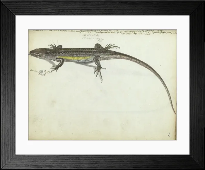 Framed Print : Land and water lizard, 1785. Creator: Jan Brandes Framed Print : Land and water lizard, 1785. Creator: Jan Brandes