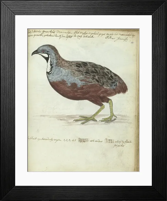 Framed Print : Javan quail, 1785. Creator: Jan Brandes Framed Print : Javan quail, 1785. Creator: Jan Brandes