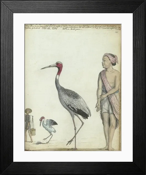 Framed Print : Crane, 1784. Creator: Jan Brandes