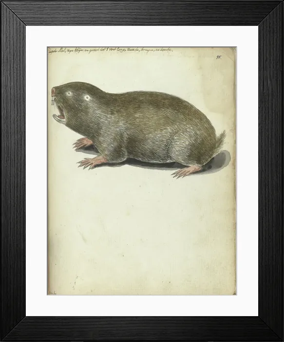 Framed Print : Cape Mole, 1786-1787. Creator: Jan Brandes Framed Print : Cape Mole, 1786-1787. Creator: Jan Brandes