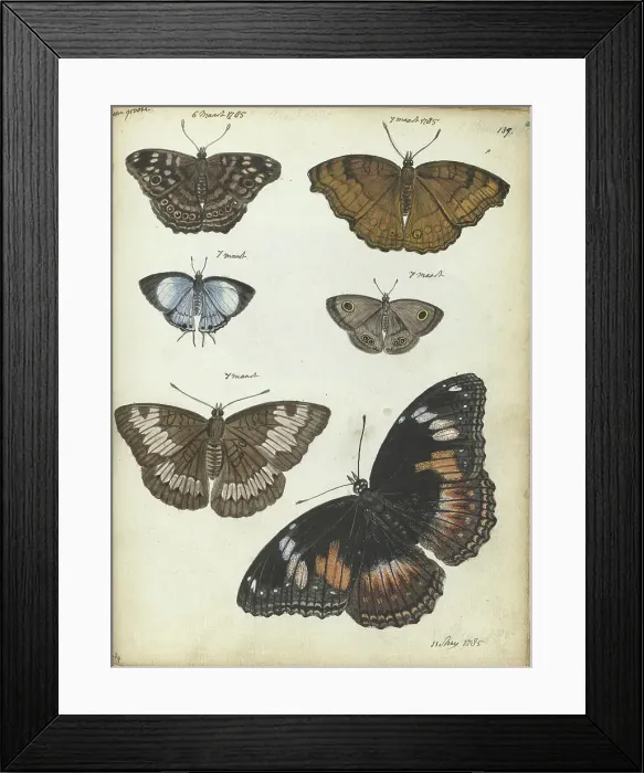 Framed Print : Butterflies from Java, 1785. Creator: Jan Brandes Framed Print : Butterflies from Java, 1785. Creator: Jan Brandes