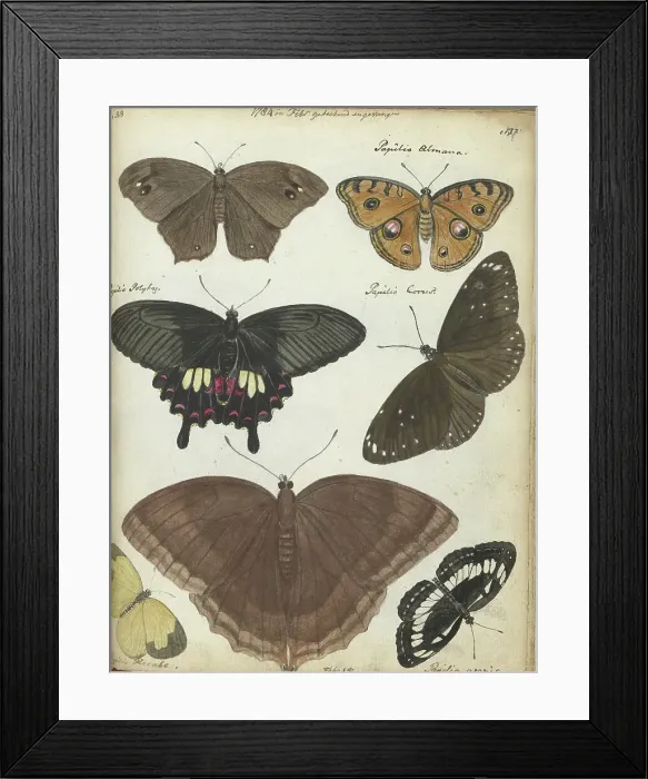 Framed Print : Butterflies from Java, 1784. Creator: Jan Brandes Framed Print : Butterflies from Java, 1784. Creator: Jan Brandes