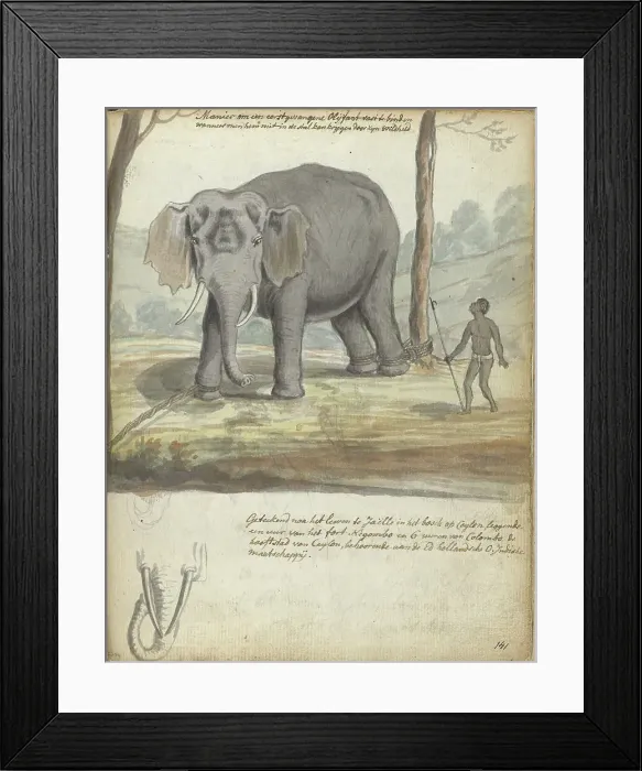 Framed Print : Wild elephant bound between trees, 1785. Creator: Jan Brandes Framed Print : Wild elephant bound between trees, 1785. Creator: Jan Brandes
