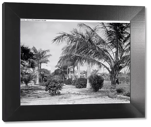 Royal and cocoanut palms, c.between 1910 and 1920. Creator: Harris & Ewing. Royal and cocoanut palms, c.between 1910 and 1920. Creator: Harris & Ewing