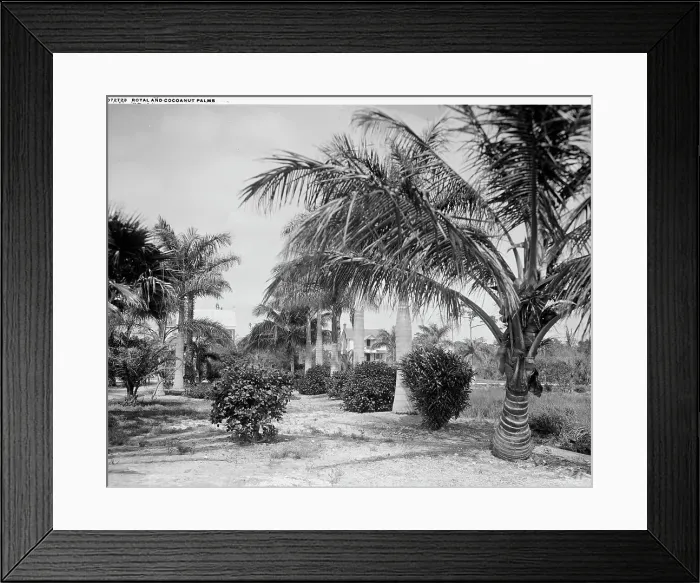 Framed Print : Royal and cocoanut palms, c.between 1910 and 1920. Creator: Harris & Ewing. Royal and cocoanut palms, c.between 1910 and 1920. Creator: Harris & Ewing Framed Print : Royal and cocoanut palms, c.between 1910 and 1920. Creator: Harris & Ewing. Royal and cocoanut palms, c.between 1910 and 1920. Creator: Harris & Ewing