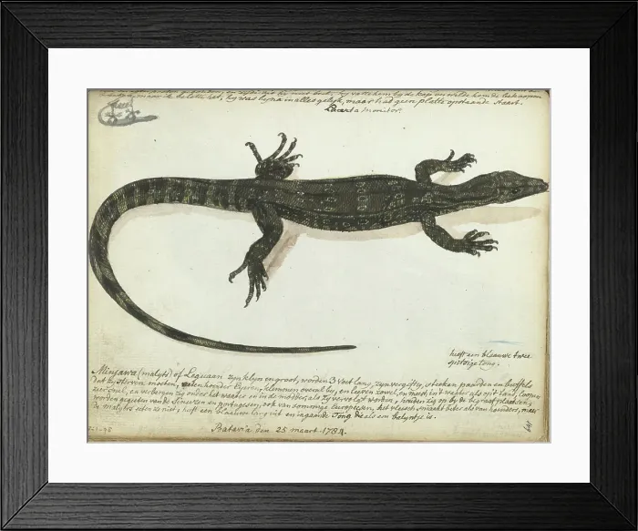Framed Print : Minjawa or iguana, 1784. Creator: Jan Brandes Framed Print : Minjawa or iguana, 1784. Creator: Jan Brandes