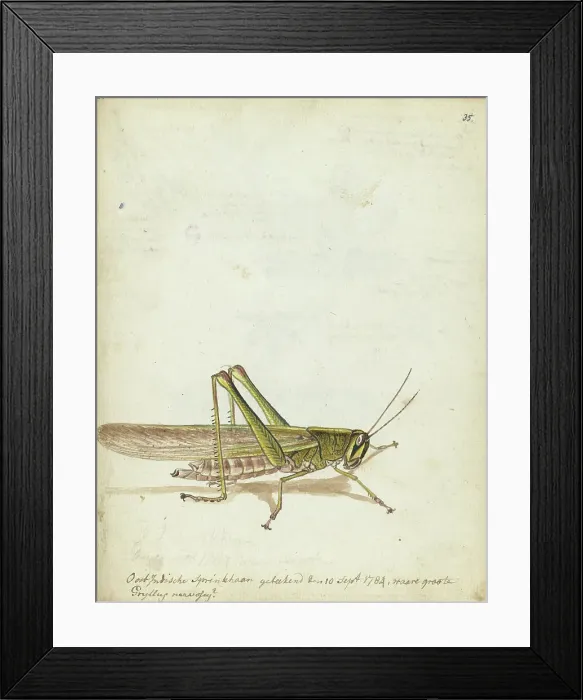 Framed Print : Grasshopper, 1784. Creator: Jan Brandes Framed Print : Grasshopper, 1784. Creator: Jan Brandes