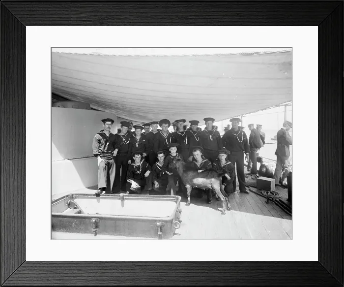 Framed Print : Pitch, the ship's mascot, between 1893 and 1901. Creator: Edward H Hart Framed Print : Pitch, the ship's mascot, between 1893 and 1901. Creator: Edward H Hart
