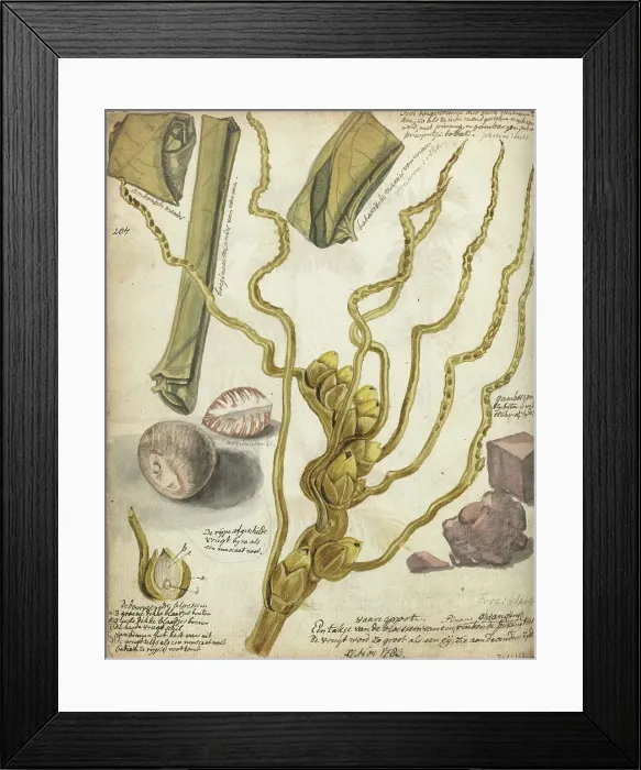 Framed Print : Methods for making Sirih, 1783. Creator: Jan Brandes Framed Print : Methods for making Sirih, 1783. Creator: Jan Brandes