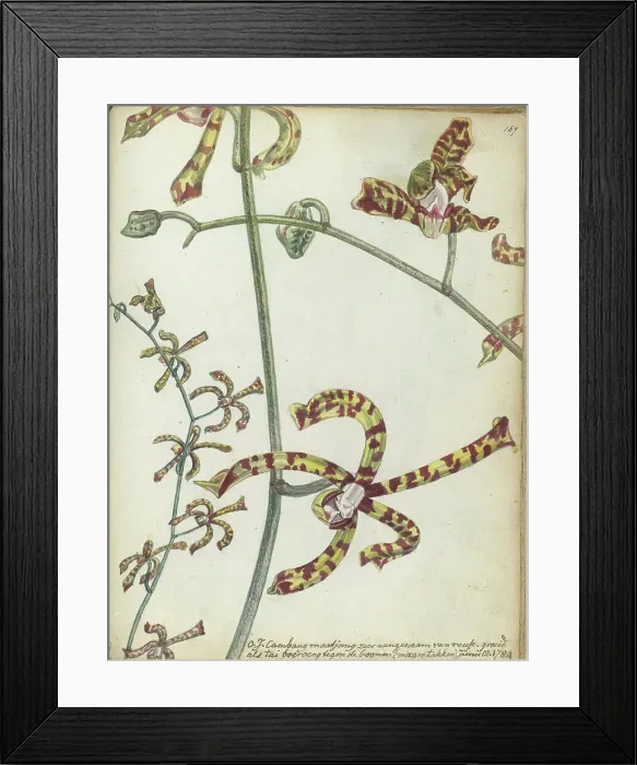 Framed Print : Javanese flower Cambang Matjang, 1784. Creator: Jan Brandes