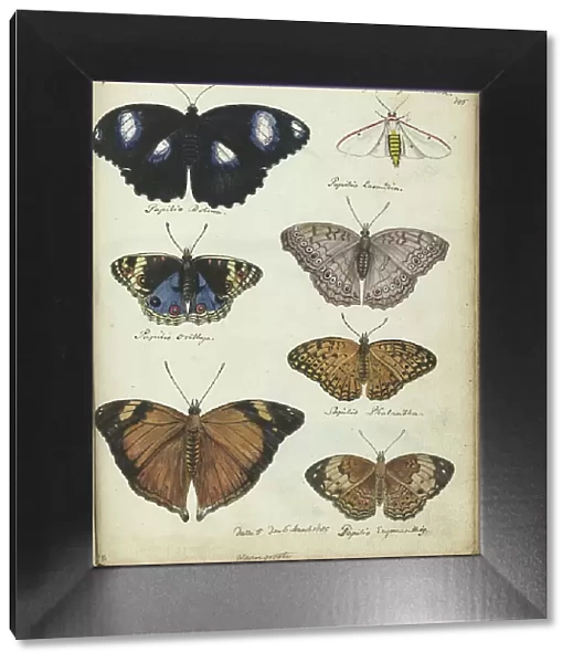 Javanese butterflies, 1784-1785. Creator: Jan Brandes