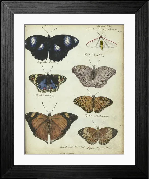 Framed Print : Javanese butterflies, 1784-1785. Creator: Jan Brandes Framed Print : Javanese butterflies, 1784-1785. Creator: Jan Brandes