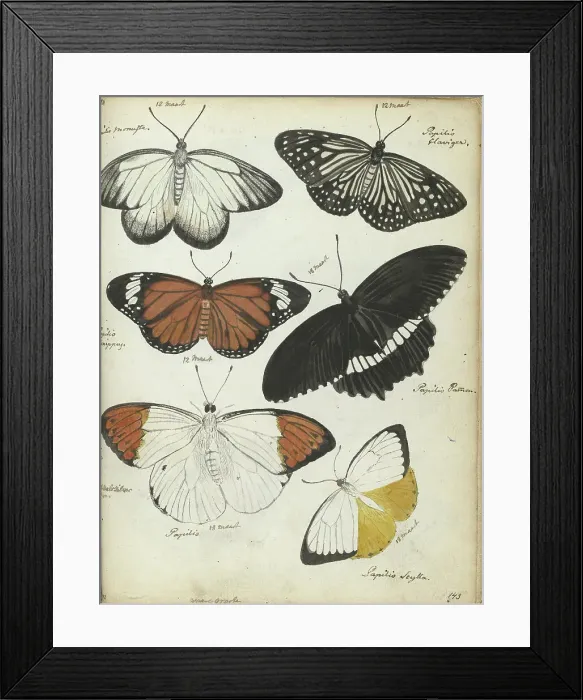 Framed Print : Javanese butterflies, 1784. Creator: Jan Brandes Framed Print : Javanese butterflies, 1784. Creator: Jan Brandes