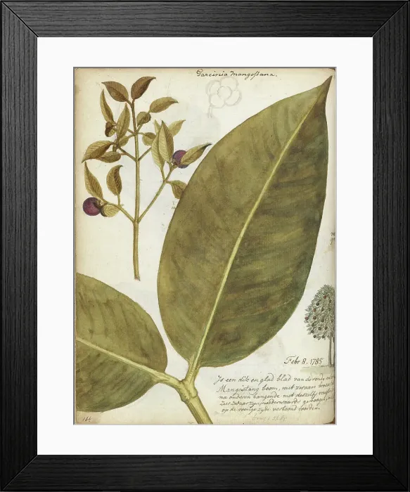 Framed Print : Mangosteen, 1784. Creator: Jan Brandes Framed Print : Mangosteen, 1784. Creator: Jan Brandes