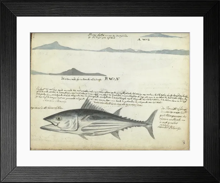 Framed Print : Coastal profiles of the Canary Islands, and Fish, 1778. Creator: Jan Brandes Framed Print : Coastal profiles of the Canary Islands, and Fish, 1778. Creator: Jan Brandes