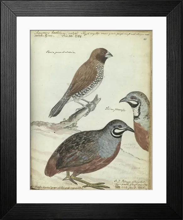 Framed Print : Rice bird and Javanese quail, 1785. Creator: Jan Brandes Framed Print : Rice bird and Javanese quail, 1785. Creator: Jan Brandes
