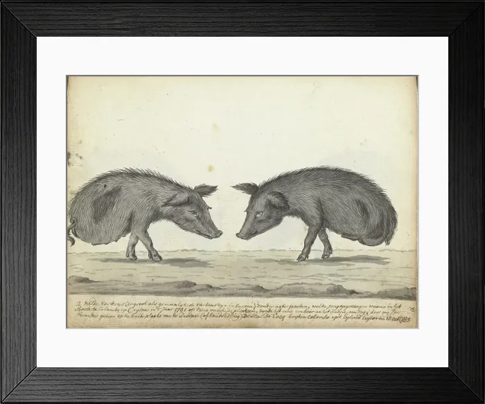 Framed Print : Pigs without hind legs, 1785. Creator: Jan Brandes Framed Print : Pigs without hind legs, 1785. Creator: Jan Brandes