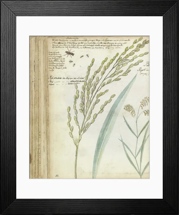 Framed Print : Ants and rice, 1786. Creator: Jan Brandes Framed Print : Ants and rice, 1786. Creator: Jan Brandes