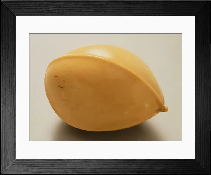Framed Print : Gingko Nut, Mid-19th century. Creator: Ohara Mitsuhiro Framed Print : Gingko Nut, Mid-19th century. Creator: Ohara Mitsuhiro