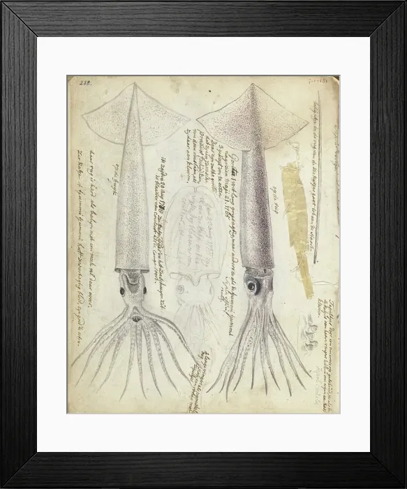 Framed Print : Cuttlefish and Gorita, 1785. Creator: Jan Brandes Framed Print : Cuttlefish and Gorita, 1785. Creator: Jan Brandes
