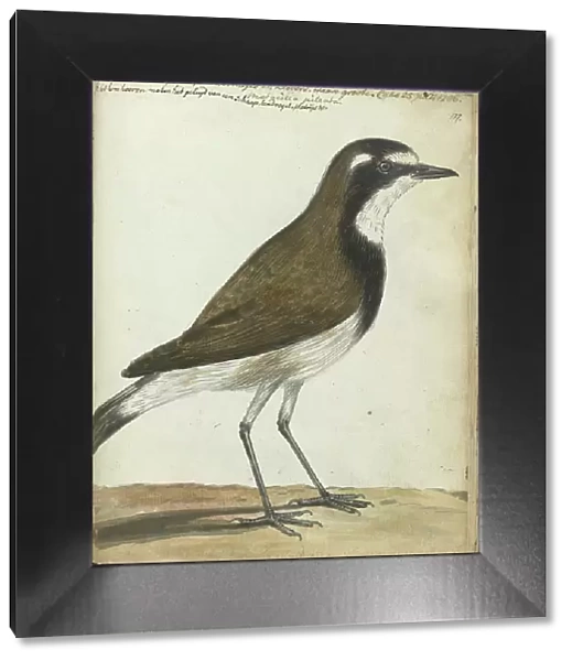 Songbird or Cape Nightingale, 1786. Creator: Jan Brandes